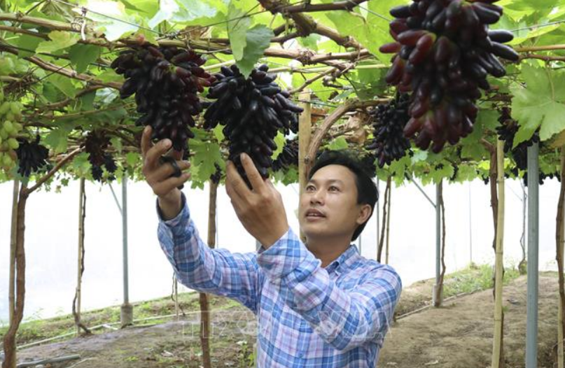 Nâng cao hiệu quả kinh tế từ cây nho