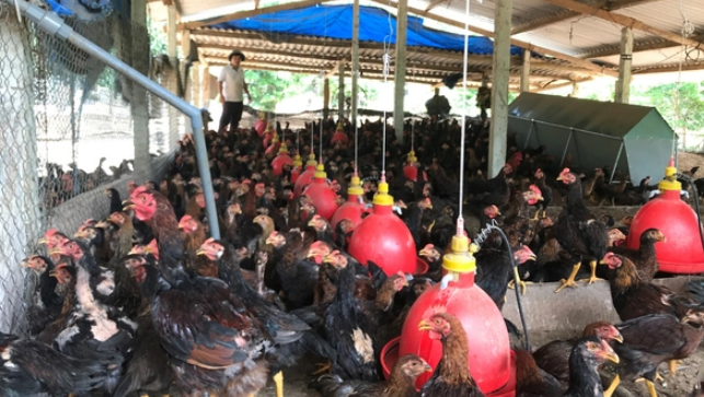 Xây dựng chuỗi liên kết chăn nuôi gà kiểu mới