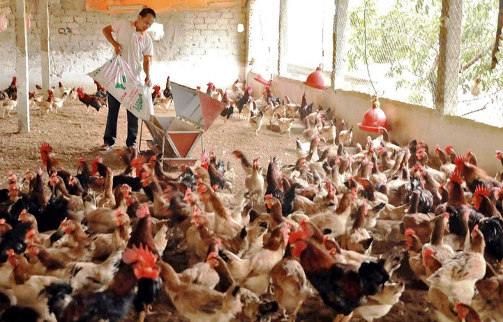 Ngành chăn nuôi chủ động nguồn hàng Tết