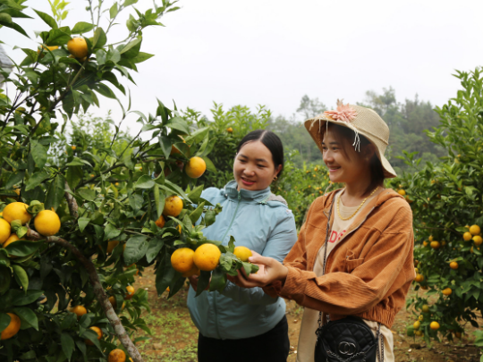 Tiềm năng thành sản phẩm OCOP của nông sản vùng Tây Bắc