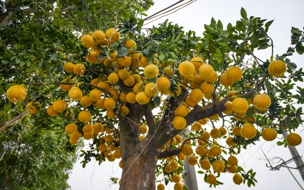 Cây bưởi Diễn trăm quả giá 200 triệu đồng ở Hà Nội