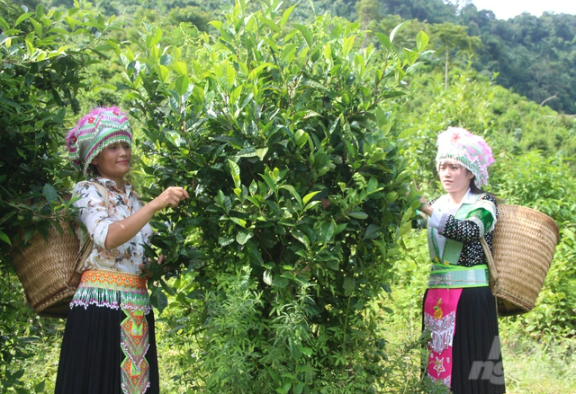Huyện vùng cao Na Hang mở rộng phát triển nông nghiệp tốt