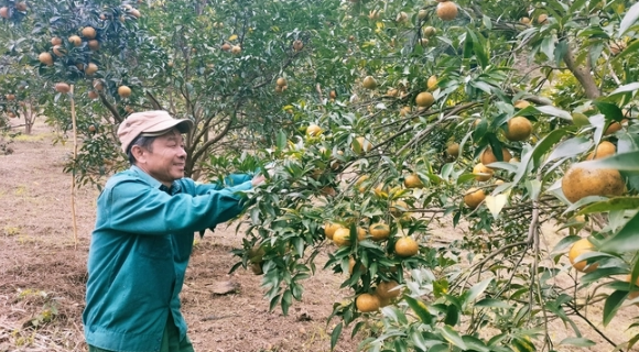 Thu nhập/người đứng hàng đầu các xã của tỉnh nhờ cam, quýt