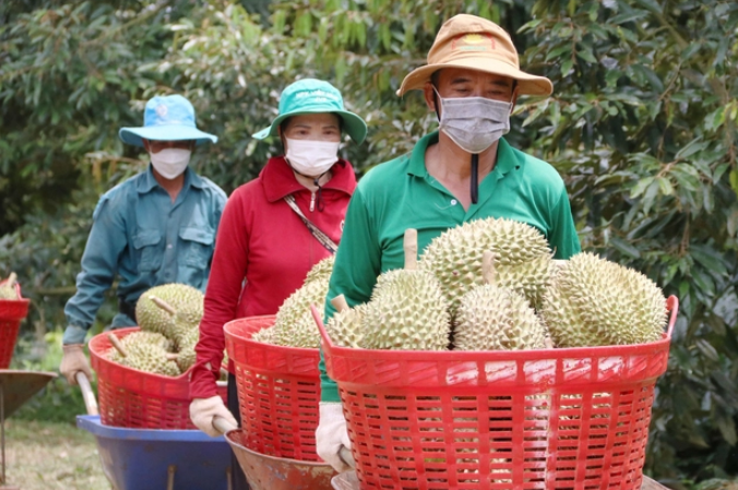 Sầu riêng tăng giá nhưng 'sầu chung' vẫn còn