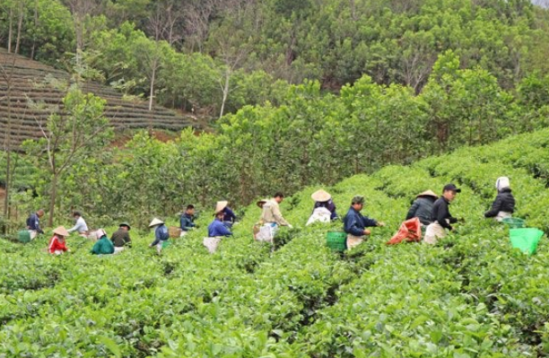 Muốn có nền nông nghiệp trách nhiệm: Phải có nhà nông chuyên nghiệp