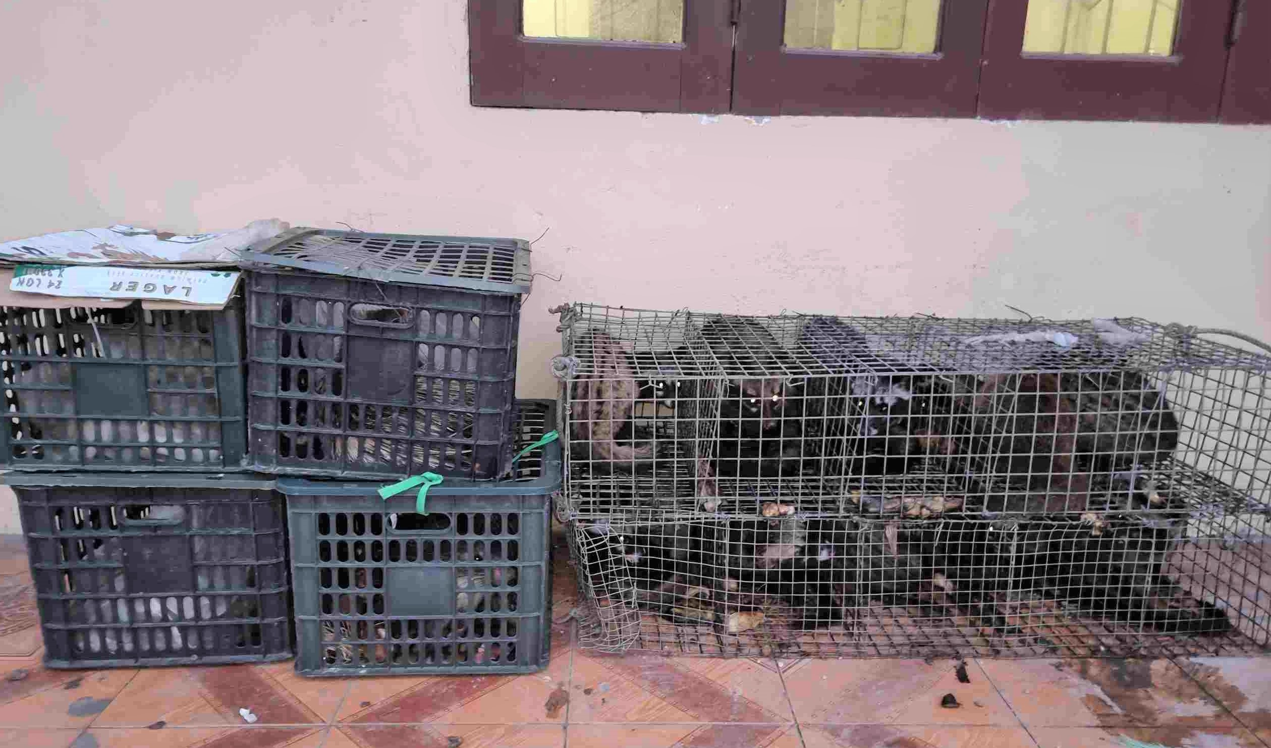 Nghệ An: Phát hiện xe khách 'giấu' 17 cá thể động vật không rõ nguồn gốc trong khoang hành lý