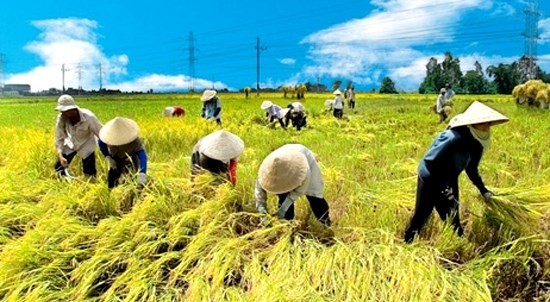 PGS.TS Vũ Trọng Khải: Cần chuẩn hóa các khái niệm và thuật ngữ để thảo luận và hoàn thiện chính sách phát triển nông nghiệp ở nước ta hiện nay