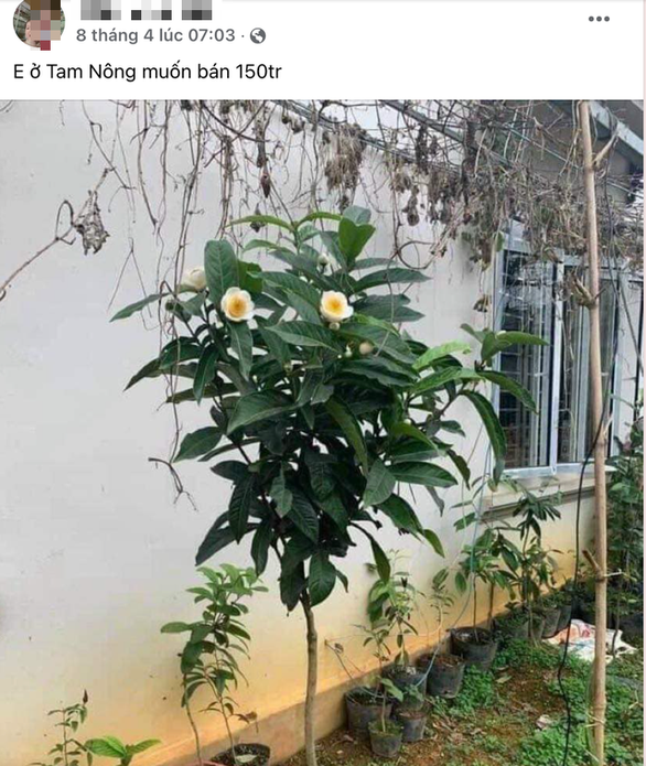 Lại chiêu trò ‘thổi giá’: Cơn sốt cây bạch hải đường