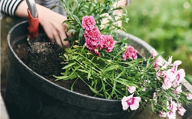 10 loại hoa cực dễ trồng từ hạt giống mang thêm hương sắc cho khu vườn nhỏ của bạn