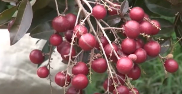 Loại cây cực quý ở Việt Nam: Mua xong bán lại "lãi" ngay gấp 5 lần, giống còn đắt gấp bội