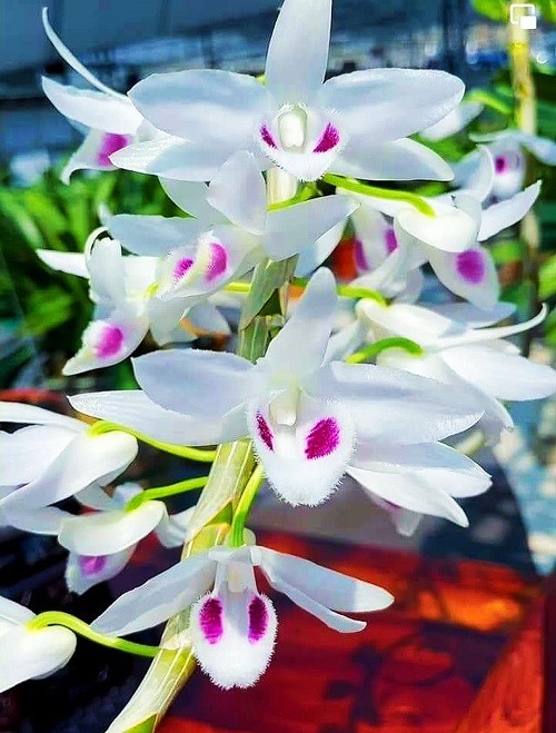 Nghề trồng hoa Phong Lan làm giàu cho nhiều hộ gia đình ở Cẩm Lĩnh