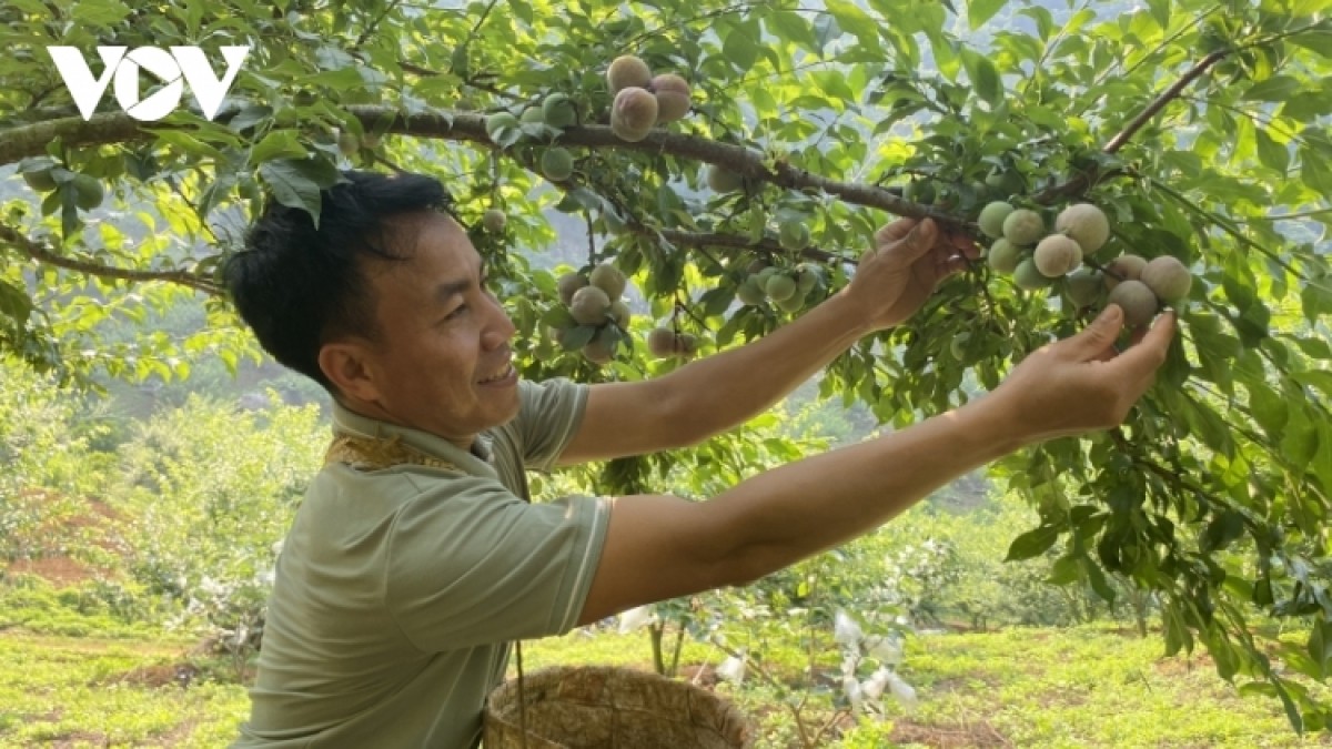 Nông dân Sơn La mong Chính phủ tạo thêm những “cú hích” để nông nghiệp phát triển bền vững