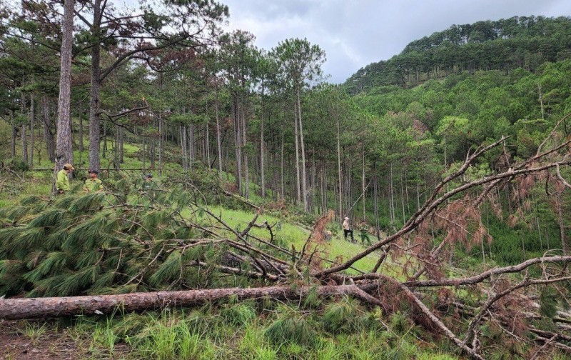Xác minh những cán bộ, công chức tiếp tay phá rừng ở Lâm Đồng