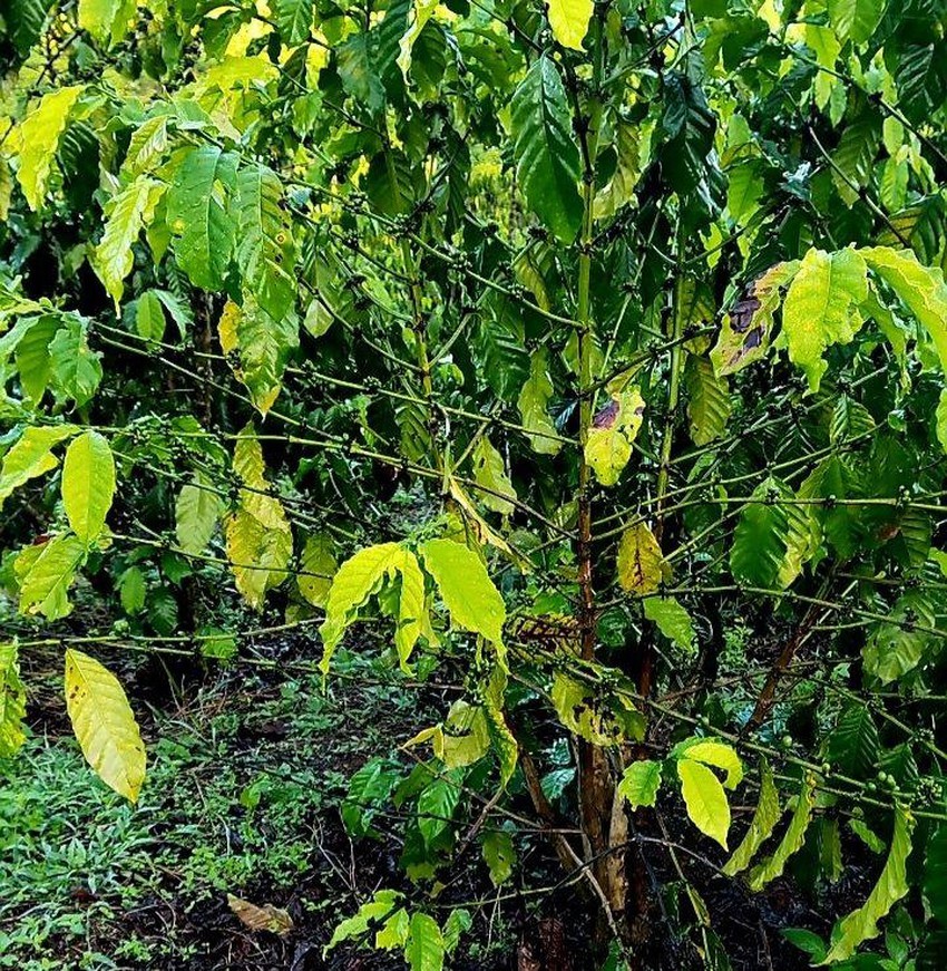 Vụ bón phân vườn cà phê bị vàng lá: Đã có kết quả giám định phân bón