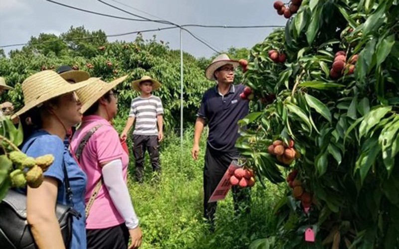 Trung Quốc nhân rộng vải thiều không hạt nhờ đột phá về công nghệ