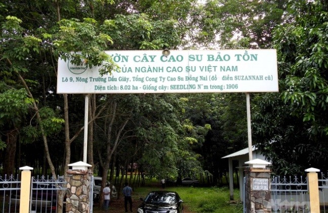 Vườn cao su hơn trăm tuổi của người Pháp còn sót lại ở Việt Nam