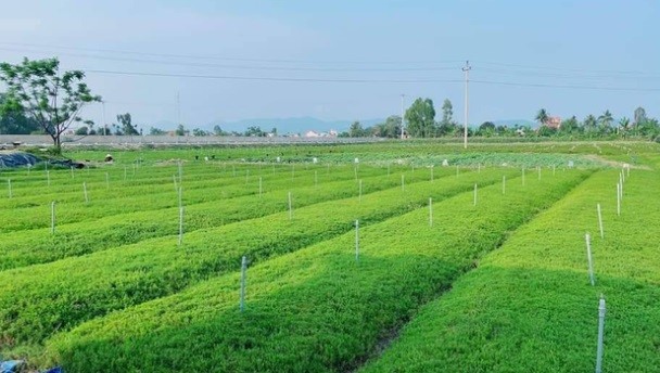 Hành trình thuần hóa rau dại trên vùng đất nhiễm mặn thành đặc sản của anh nông dân 8X xứ Nghệ