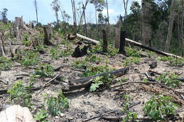 Kiểm điểm trách nhiệm kiểm lâm liên quan vụ mất hơn 2.000ha rừng