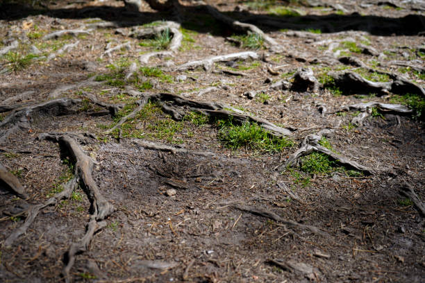 TS. Lê Thành Ý: An ninh lương thực toàn cầu trong bối cảnh mới