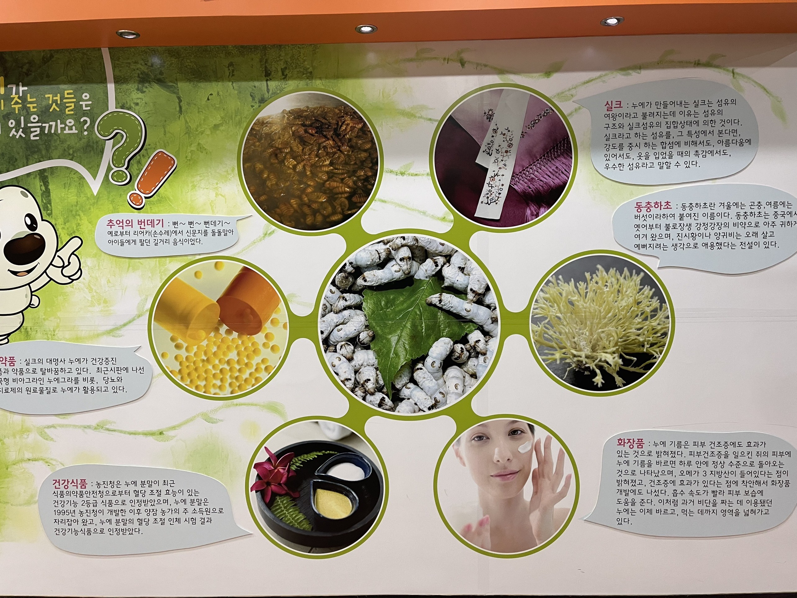 Nuôi tằm tại Hàn Quốc