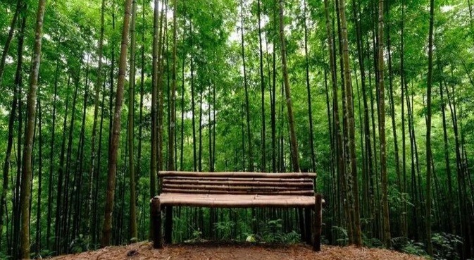 Rừng trúc Mù Cang Chải - địa điểm check in đẹp không khác gì trong phim kiếm hiệp