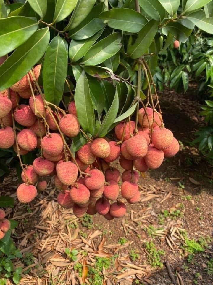 Chỉ trồng loại vải đắt tiền, doanh nghiệp bao tiêu toàn bộ xuất đi Mỹ, Nhật, người quen muốn mua cũng khó