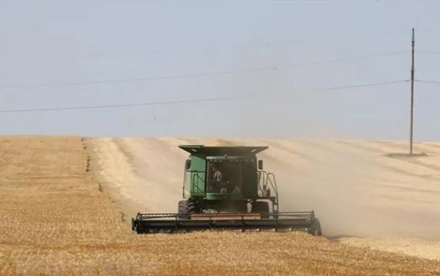 Làn sóng cấm xuất khẩu lương thực có thể gây ra hiệu ứng domino