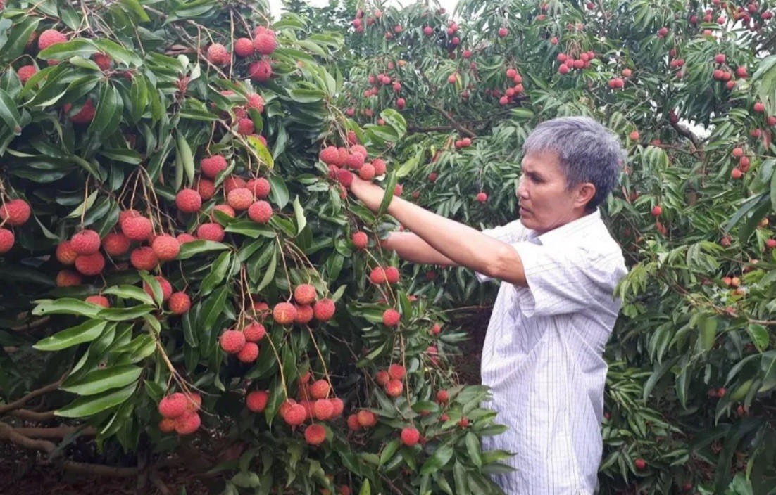 Phát triển du lịch nông nghiệp, nông thôn: Đầu tư chuyên sâu mới có khách