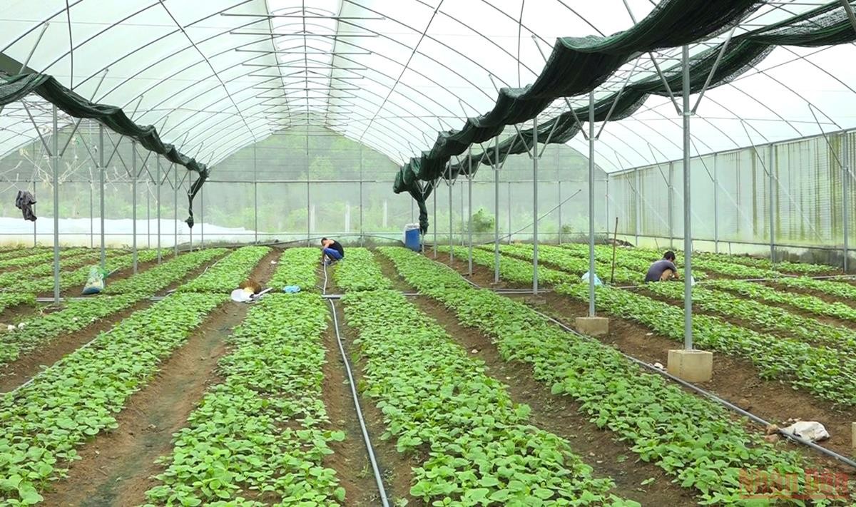 Tháo gỡ vướng mắc trong phát triển du lịch nông thôn