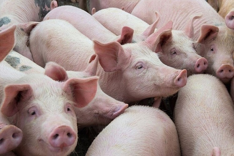 Giá lợn hơi hôm nay 4/7: Giảm nhẹ 1.000 đồng/kg tại khu vực miền Nam