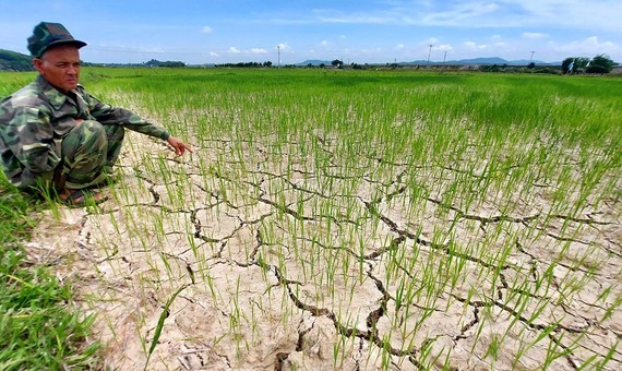 Vật vã với nắng nóng, khô hạn tại miền Trung