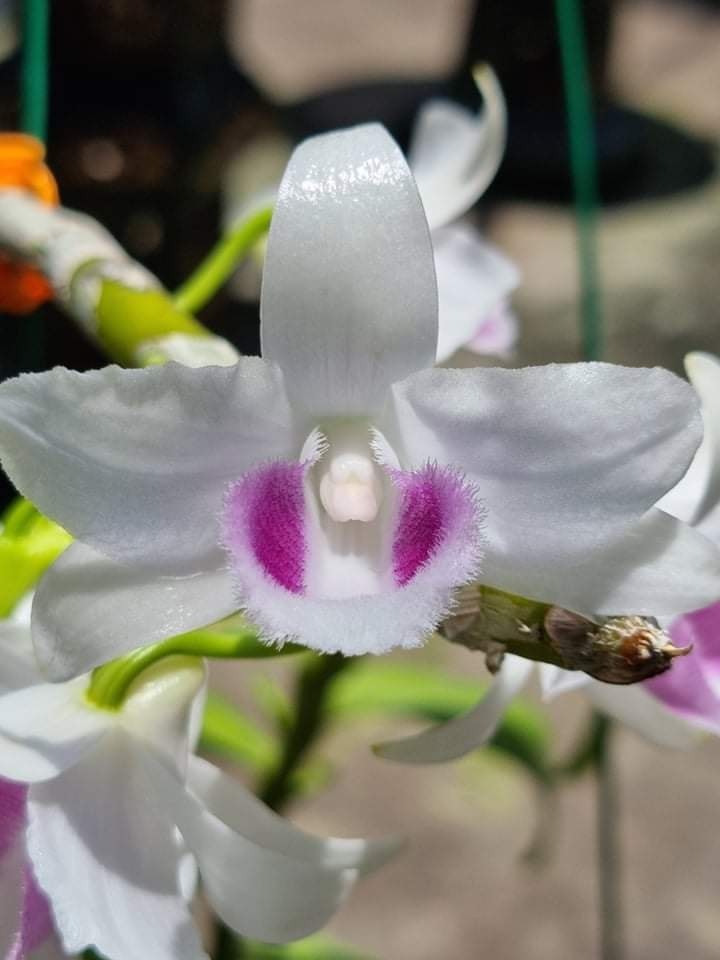 Tri ân các nhà thực vật học Quốc tế nghiên cứu về hoa lan Việt Nam