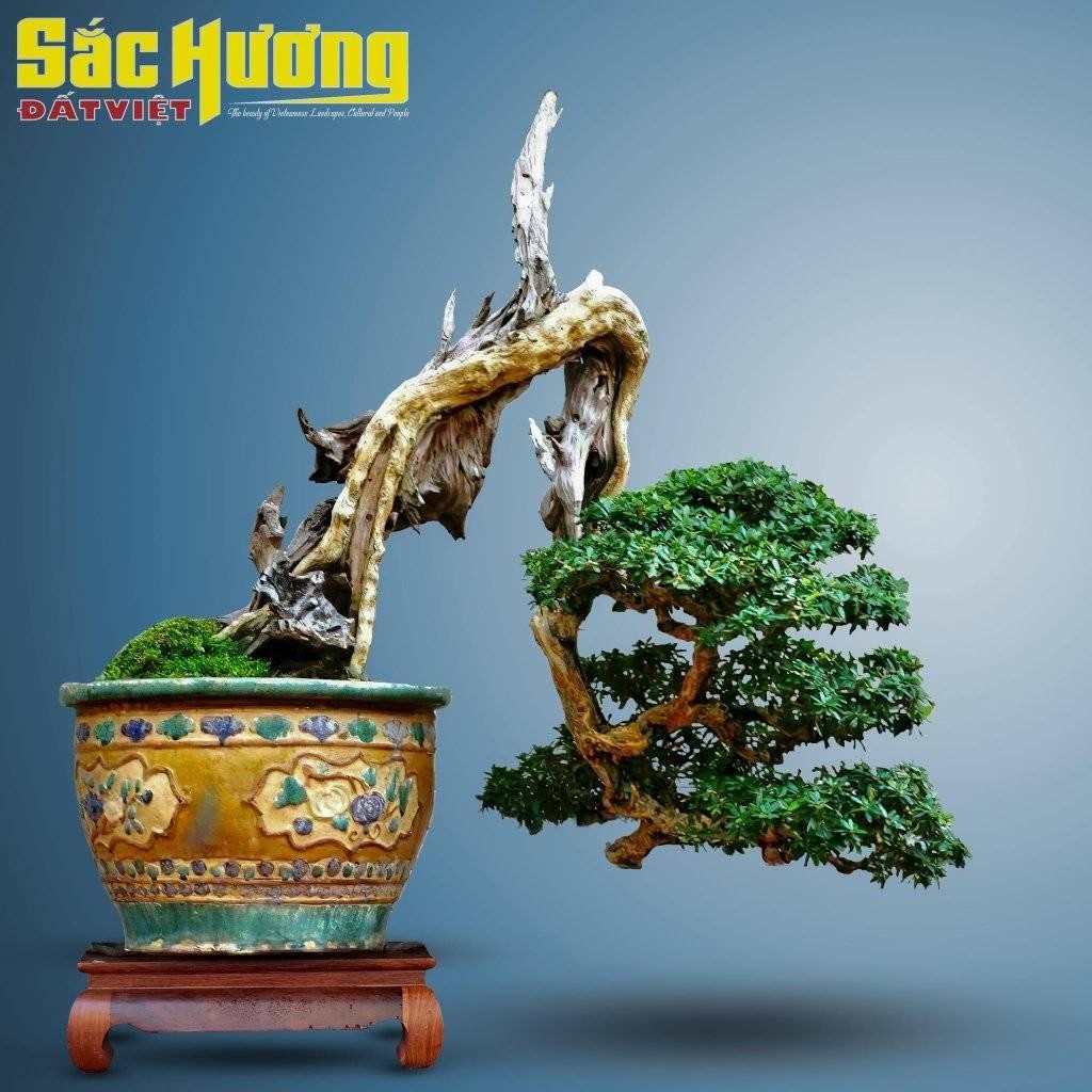 Vẻ đẹp từ tác phẩm Linh Sam "Mảnh đời còn lại"