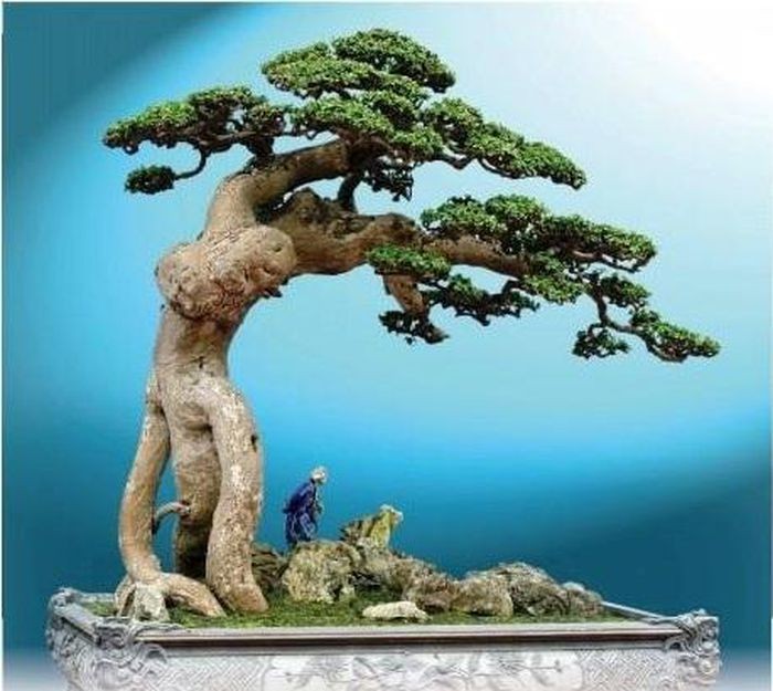 Cuộc đối thoại giữa nhà báo Vương Xuân Nguyên với nghệ nhân cây cảnh quốc tế