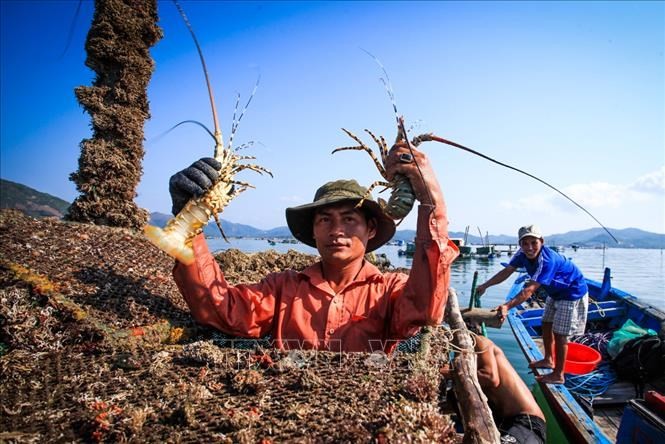 Ứng dụng khoa học công nghệ trong phát triển tôm hùm bền vững
