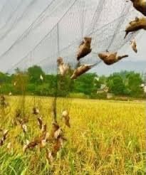 Lánh nạn phóng sinh