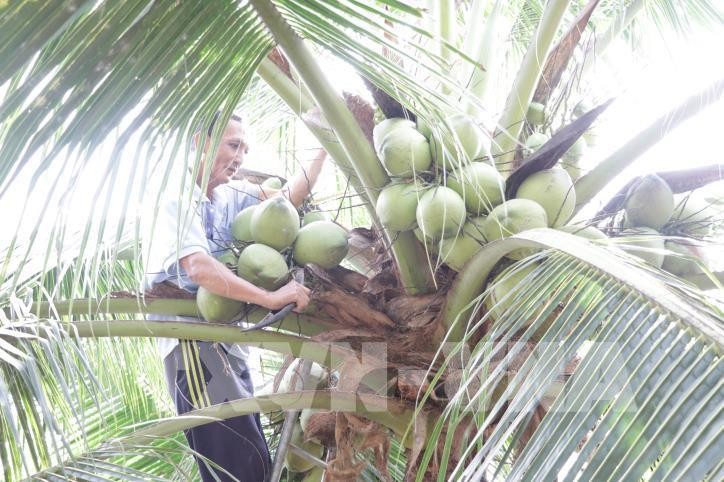Giá dừa khô nguyên liệu tăng trở lại