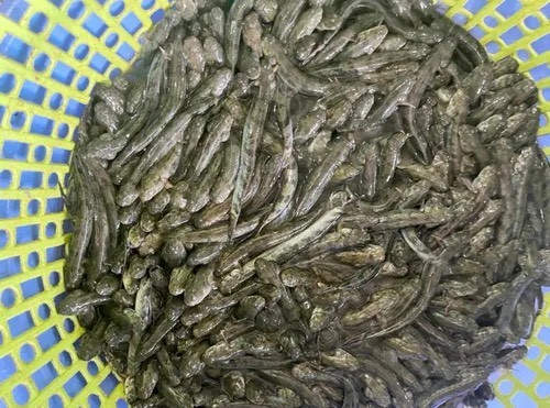 Giá cá kèo miền Tây tăng đột biến vì đâu?