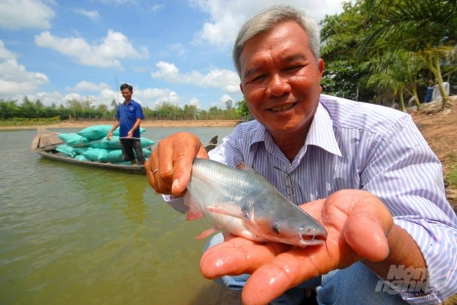 Giống là khâu quyết định thành bại của chuỗi ngành hàng cá tra