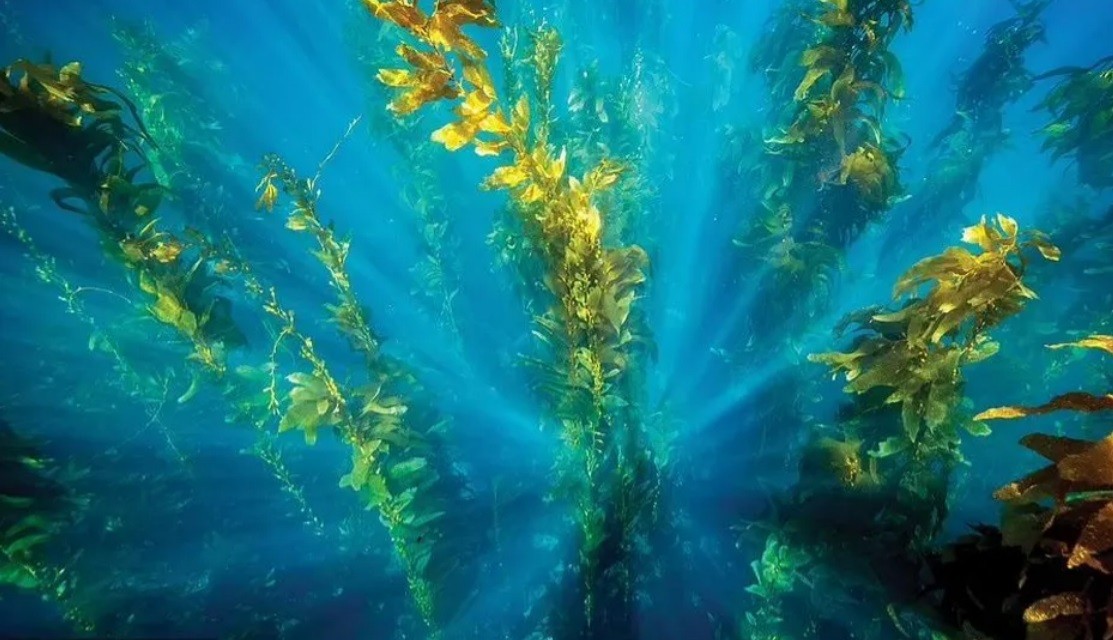 Những khu rừng huyền bí nhất thế giới