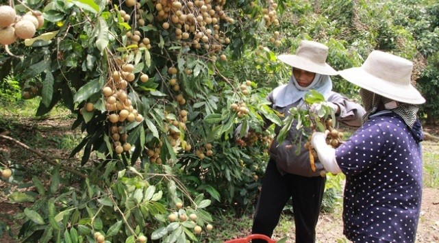 Bắc Giang xuất khẩu lô nhãn tươi đầu tiên sang Úc