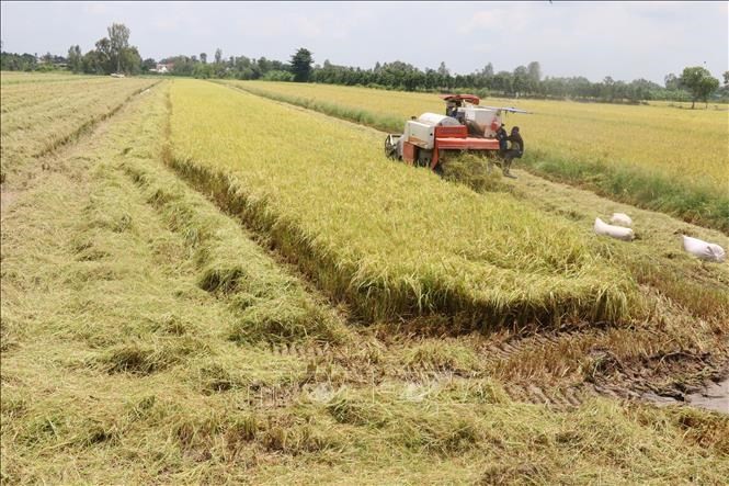Thị trường nông sản tuần qua: Giá lúa giảm ở nhiều địa phương