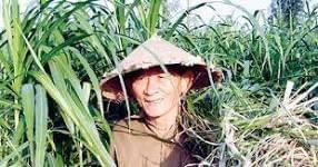 Chăn trâu cùng Anh hùng lao động Hồ Giáo