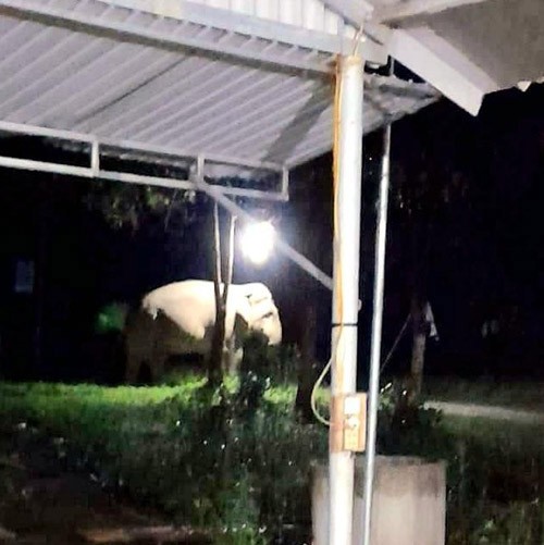 Voi rừng 'dạo' tìm thức ăn trong đêm