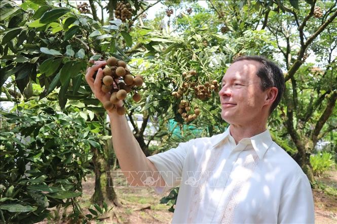 Hưng Yên bình tuyển cây nhãn đầu dòng năm 2022