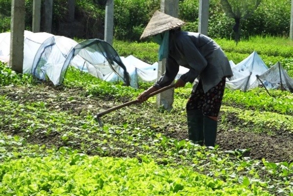 Đa dạng cây trồng, rải vụ để giảm áp lực tiêu thụ cây vụ đông