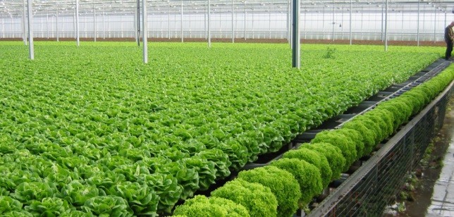 Hà Nội: Đưa trồng trọt hữu cơ trở thành ngành mũi nhọn