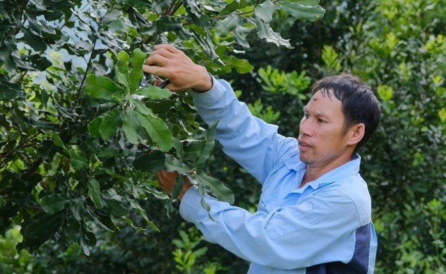 Khí thế mới từ 'cây nghìn tỷ'
