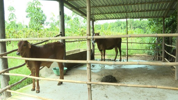 Thay đổi tập quán nuôi gia súc dưới nhà sàn