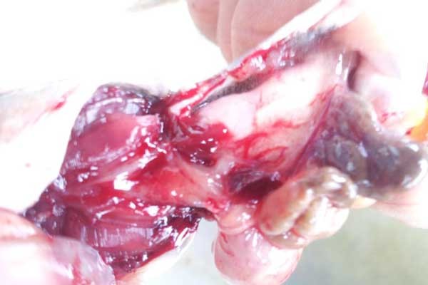 5 bộ phận của con cá dễ chứa đầy độc tố, kí sinh trùng, nhiều người không biết nên vẫn ăn vào